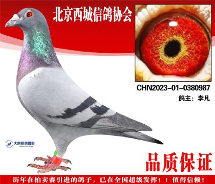 ���23-01-0380987