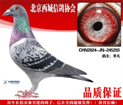 ���24-JN-245293