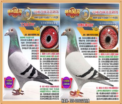 11��ھ�ֱ����11��ھ�ֱŮ����.ƽ��������������ھ�.