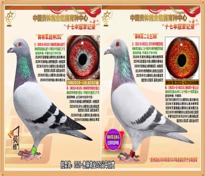 ���־��ܽ�ͷֱ���䴫����Խ����ָ�.ƽ������Ǿ�����