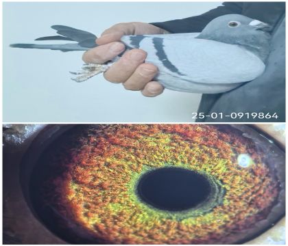 25-01-0919864�����Ҳ�Ĭ��