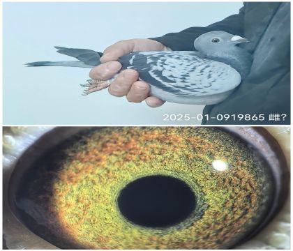 25-01-0919865��������003