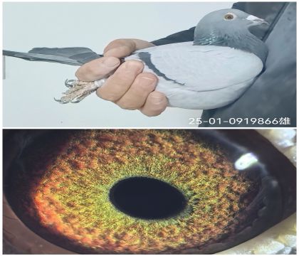 25-01-0919866�Ǳ�