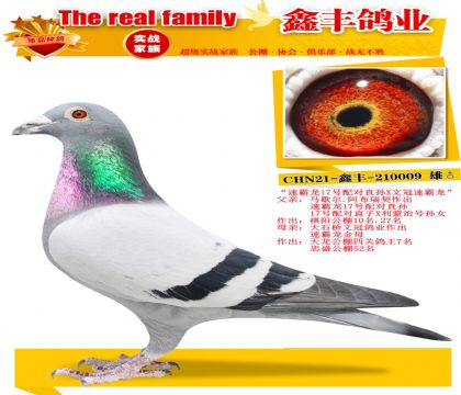 ���ٰ���17�����ֱ��X�Ĺ��ٰ�����