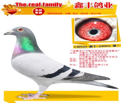 ���ٰ���17�����X�Ĺ��ٰ�����