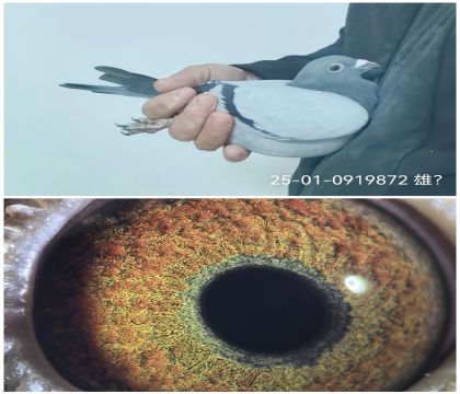 25-01-0919872�ɸ�