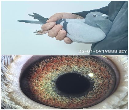 25-01-0919888�����Ҳ�Ĭ��