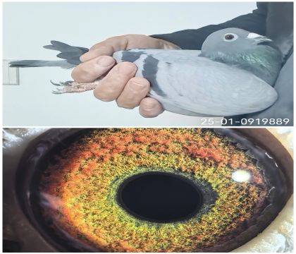 25-01-0919889�����Ҳ�Ĭ��