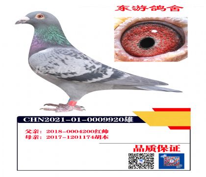 ��˧X����9920