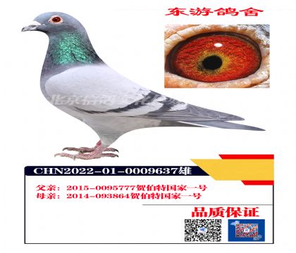 �ز������״�9637