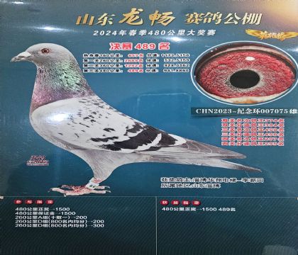 ɽ�������������489��