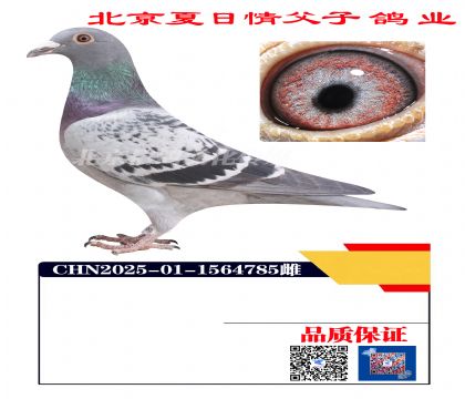 ������Ѫ4785