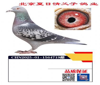 ������Ѫ4719