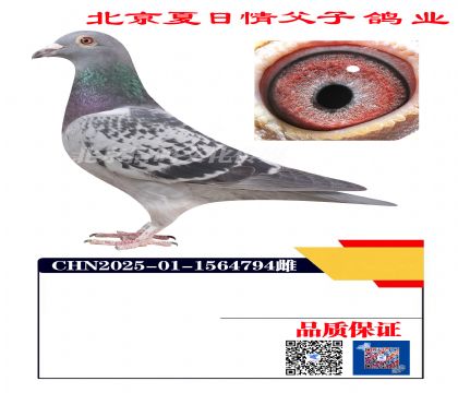 ������Ѫ4794