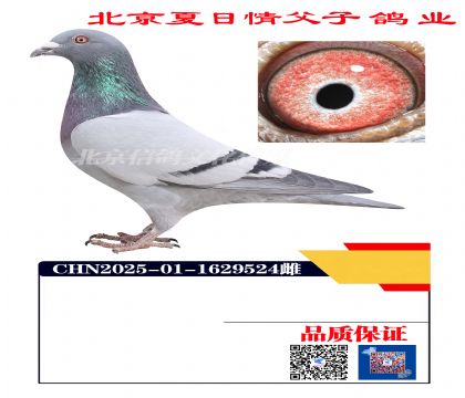 ������Ѫ9524