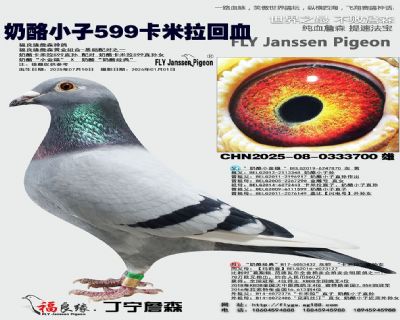 奶酪招牌种鸽“卡米拉”599回血