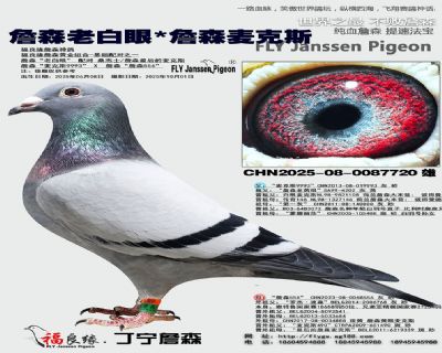 詹森老白眼/詹森麦克斯