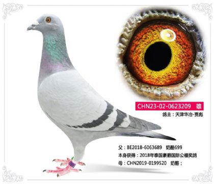 天津华冶-贾彪-----奶酪209 雄