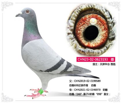 天津华冶-贾彪----奶酪193 雌