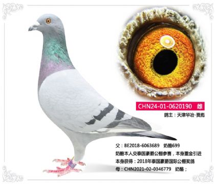 天津华冶-贾彪----奶酪190 雌