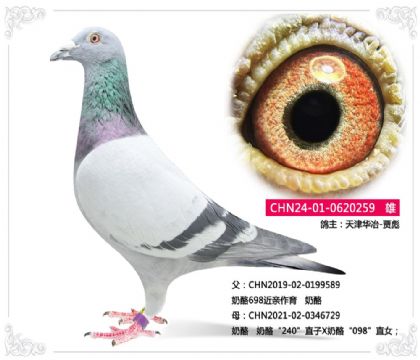 天津华冶-贾彪---奶酪259 雄