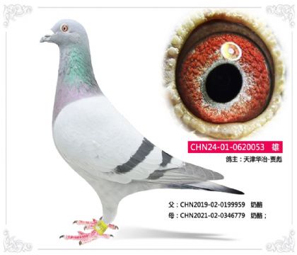 天津华冶-贾彪---奶酪053 雄