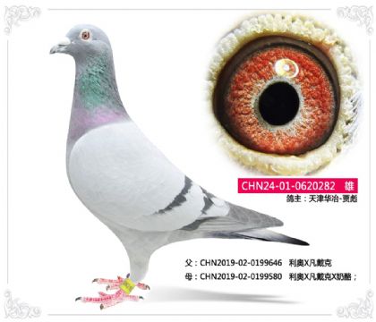 天津华冶-贾彪----利奥X凡戴克282 雄