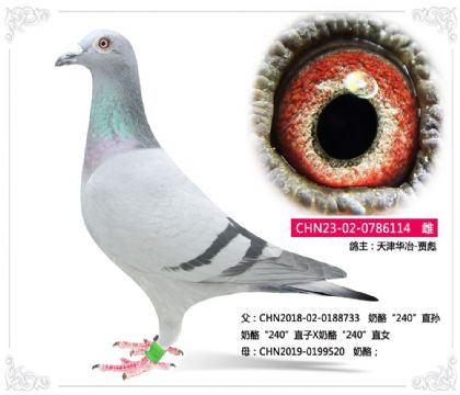 天津华冶-贾彪----奶酪114 雌