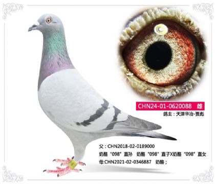 天津华冶-贾彪---奶酪-088 雌