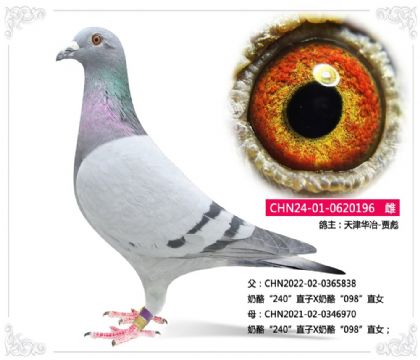 天津华冶-贾彪-----奶酪196 雌