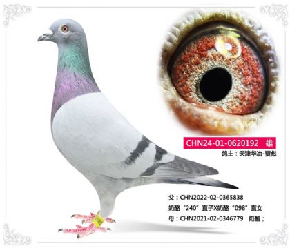 天津华冶-贾彪-----奶酪192 雄