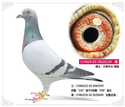 天津华冶-贾彪--奶酪129 雌