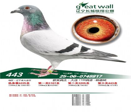 辽宁长城顺翔赛鸽公棚500公里决赛443名 雄