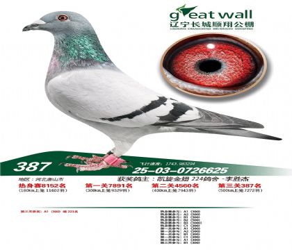 辽宁长城顺翔赛鸽公棚500公里决赛387名 雌