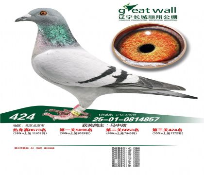 辽宁长城顺翔赛鸽公棚500公里决赛424名 雌