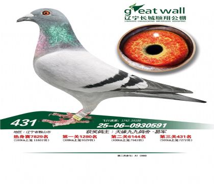 辽宁长城顺翔赛鸽公棚500公里决赛431名 雄