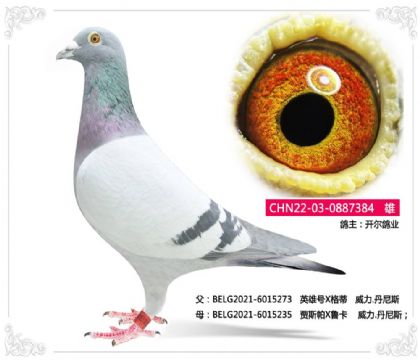 开尔鸽业-----威力.丹尼斯384 雄