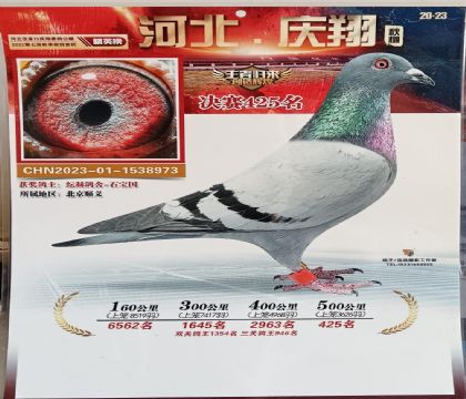 张家口庆翔赛鸽公棚500公里决赛425名 雌