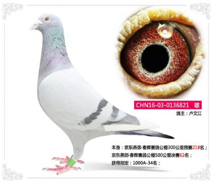 京东燕郊·春辉赛鸽公棚500公里决赛62名 雄