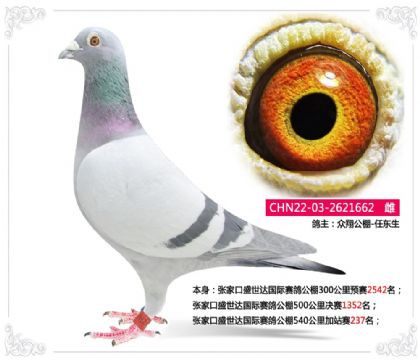 张家口盛世达国际赛鸽公棚540公里加站赛237名 雌