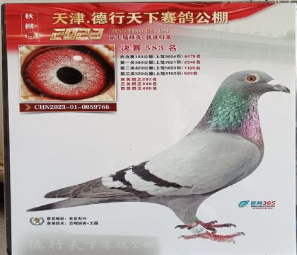 天津德行天下鸽公棚520公里决赛283名 雄