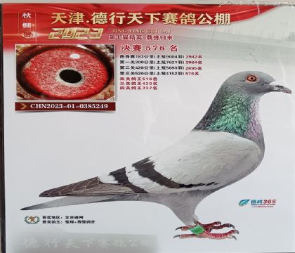 天津德行天下鸽公棚520公里决赛576名 雄