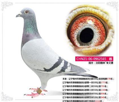 辽宁锦州市厚德赛鸽俱乐部第五关520公里349名 雌