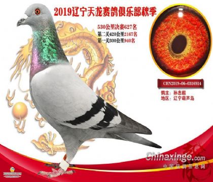 辽宁天龙赛鸽俱乐部530公里决赛627名 雄