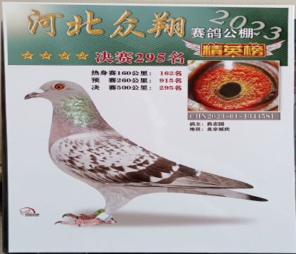 张家口涿鹿众翔赛鸽公棚500公里决赛295名 雌