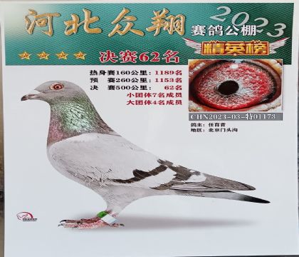 张家口涿鹿众翔赛鸽公棚500公里决赛62名 雌