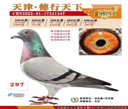 天津德行天下赛鸽公棚500公里决赛297名 雌