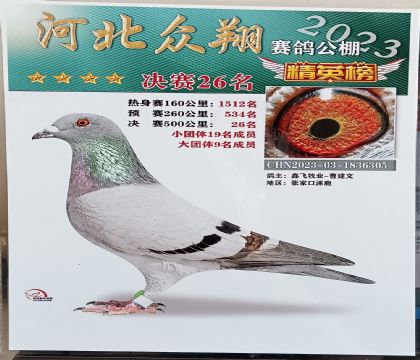 张家口涿鹿众翔赛鸽公棚500公里决赛26名 雌