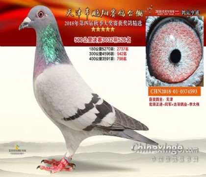 天津鹏翔赛鸽公棚500公里决赛526名 雌