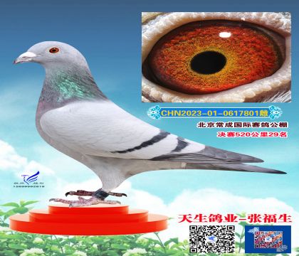 ���ɹ������29��